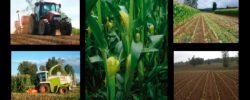 Watt’s presentó manual “Cultivo del maíz para ensilaje”