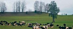 Sustentabilidad en el sector lácteo: La colaboración dará frutos