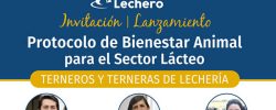 Este 26 de agosto: Consorcio Lechero presentará nuevo protocolo de bienestar animal para terneros y terneras.