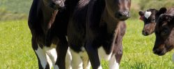 Crianza y recría con bienestar animal: Consorcio Lechero presentó nuevo protocolo