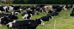 La producción láctea en el camino de la Sustentabilidad