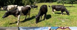 Newsletter Lácteo Febrero 2026